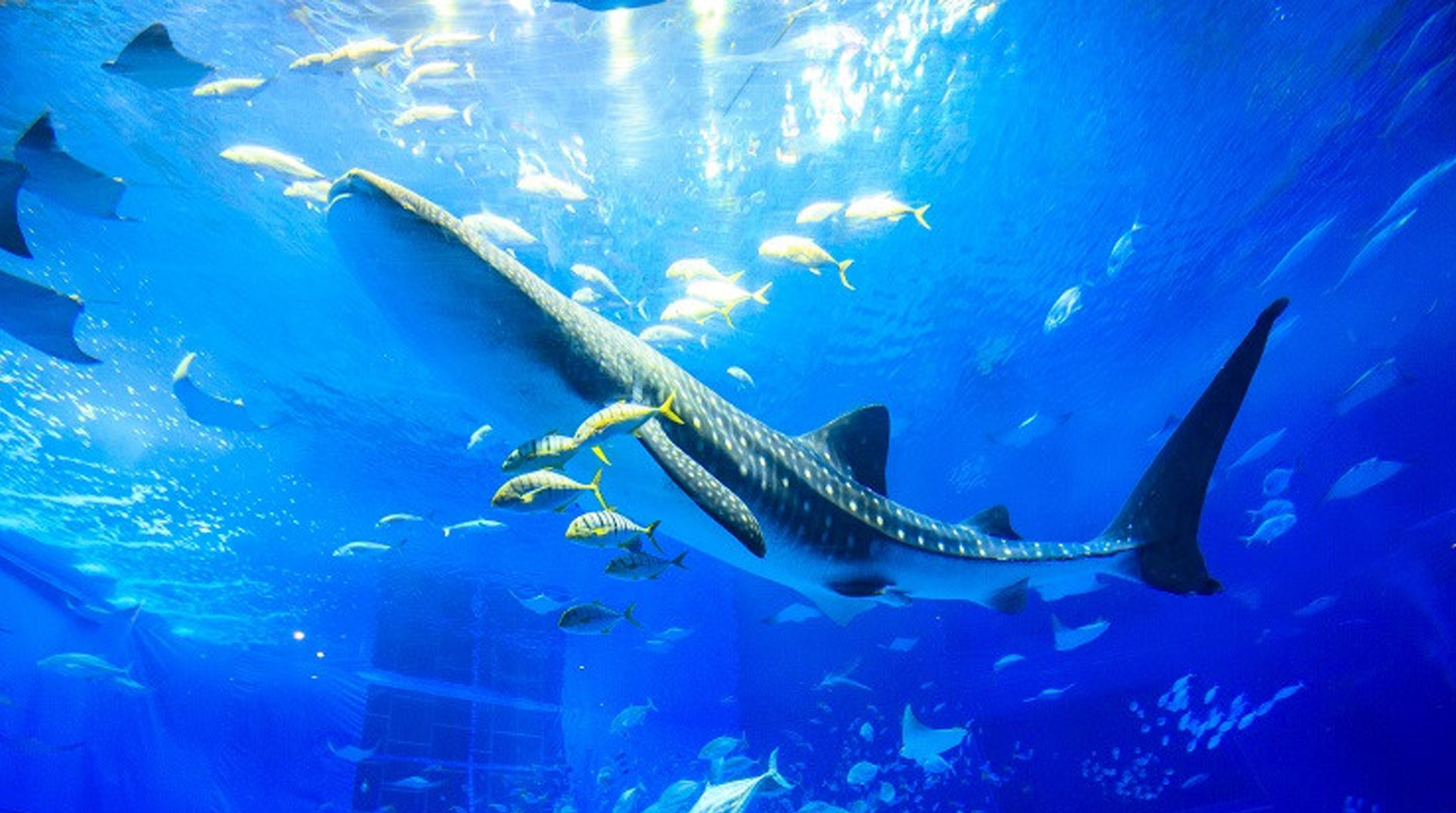 沖縄美ら海水族館