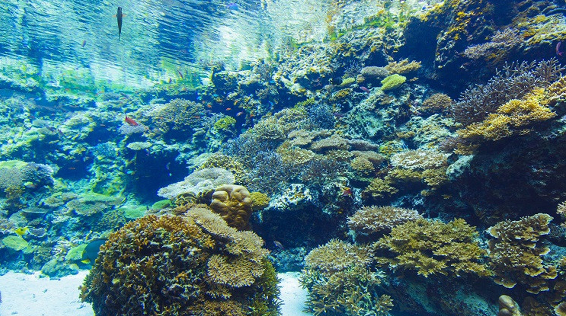 沖縄美ら海水族館