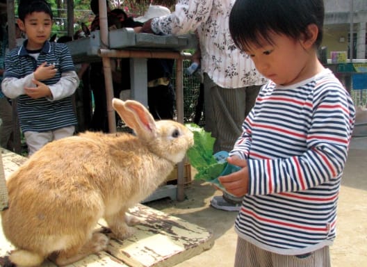 琉球諸島の不思議動物もいっぱい